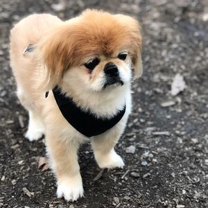 Meet your Posher, Monica